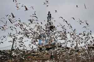 Black-headed Gull (Larus ridibundus) and Herring Gull (Larus argentatus) mixed flock, in flight, scavenging on rubbish tip with excavator, Edgefield, Norfolk, England, february