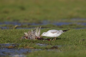 Black-headed Gull (Larus ridibundus) immature, first winter plumage, feeding on dead Common Pheasant