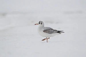 Black-headed Gull (Larus ridibundus) immature, first winter plumage, walking on snow, Suffolk, England, January