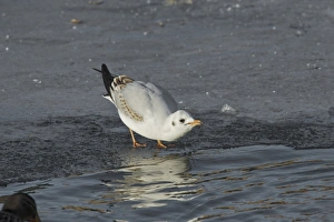 Seagull Prints: Black-headed Gull (Larus ridibundus) juvenile