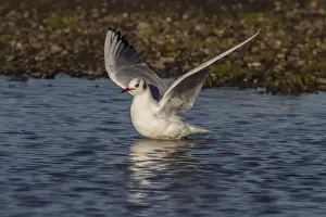 Ggull Prints: Black headed Gull in Winter plumage flying from fresh water pool - November