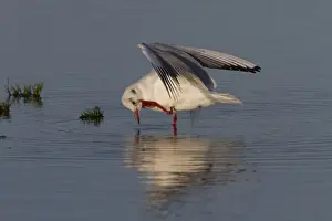 Ggull Prints: Black headed Gull in Winter plumage preening in fresh water pool - November