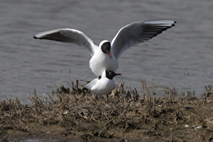Gulls Prints: Black headed Gulls Mating