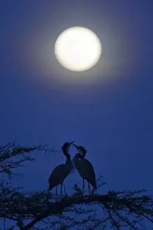 Serengeti Prints: Black-headed Heron (Ardea melanocephala) adult pair