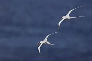 Black-headed Ibis (Threskiornis melanocephalus) adult, in flight, Keoladeo Ghana N. P. (Bharatpur), Rajasthan, India