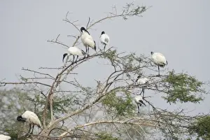 Black-headed Ibis (Threskiornis melanocephalus) adults, flock standing at roost in tree, Keoladeo Ghana N. P. (Bharatpur), Rajasthan, India