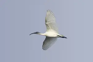 Keoladeo Ghana Prints: Black-headed Ibis (Threskiornis melanocephalus) juvenile
