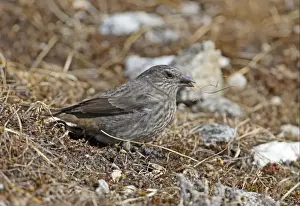 Black Headed Prints: Black-headed Mountain-finch (Leucosticte brandti haematopygia) adult