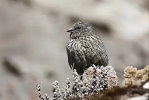 Black-headed Mountain-finch (Leucosticte brandti haematopygia) adult, perched on rock, Sela Pass, Arunachal Pradesh, India, january