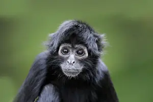 Primates Prints: Black-headed Spider Monkey (Ateles fusciceps robustus) young, close-up of head, (captive)