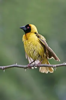 Black-headed Weaver (Ploceus cucullatus) adult male displaying, wet after bathing, Lake Baringo, Kenya