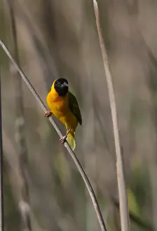 Black Headed Prints: Black-headed Weaver (Ploceus melanocephalus) introduced species