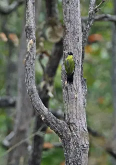 Indochina Prints: Black-headed Woodpecker (Picus erythropygius erythropygius) adult female