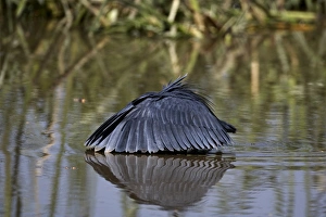 Egrets Prints: Black Heron (Egretta ardesiaca) adult
