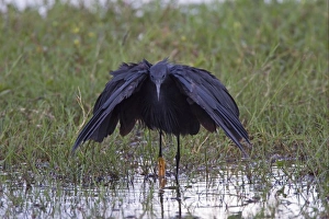 Egrets Prints: Black Heron (Egretta ardesiaca) adult, fishing in pool, Okavango Delta, Botswana