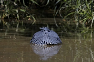 Black Heron (Egretta ardesiaca) adult, fishing, using wings umbrella to shade water, Lake Zeway, Great Rift Valley, Ethiopia
