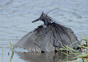 Egrets Prints: Black Heron (Egretta ardesiaca) adult