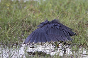 Black Heron (Egretta ardesiaca) adult, fishing in pool, using wings umbrella to shade water, Okavango Delta, Botswana