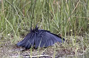 The Black Heron has an interesting hunting method called canopy feeding # it uses its wings like an umbrella