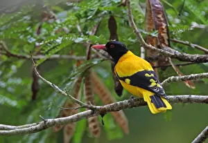 Oriole Prints: Black-hooded Oriole (Oriolus xanthornus ceylonensis) endemic race