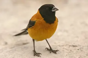 Black-hooded Sierra-finch (Phrygilus atriceps) adult male, standing on ground, Parinacota, Northern Chile, november