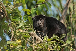 Mato Grosso Prints: Black Howler Monkey (Alouatta caraya) adult male