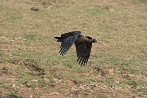 Ibises Prints: Black Ibis (Pseudibis papillosa) adult