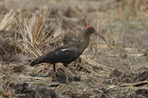 Black Ibis (Pseudibis papillosa) adult, foraging, Bandhavgarh N. P. Madhya Pradesh, India