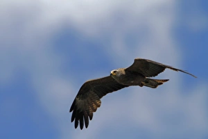 Donana Prints: Black Kite in flight. Coto Donana, Spain