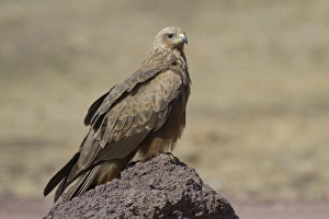 Serengeti Prints: Black Kite (Milvus migrans) adult, perched on rock, Ngorongoro Crater, Tanzania, november