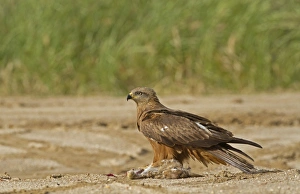 Kites Prints: Black Kite (Milvus migrans) adult