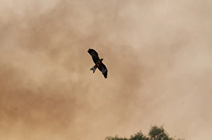 Smoking Prints: Black Kite (Milvus migrans) adult
