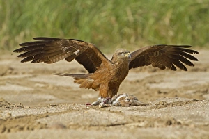 Black Kite (Milvus migrans) adult, mantling with raised wings, feeding on European Rabbit (Oryctolagus cuniculus) prey, Spain, may