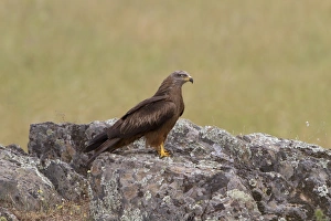 Kites Prints: Black Kite (Milvus migrans) adult, standing on rock, Extremadura, Spain, may