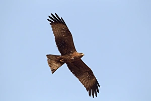 Black Kite (Milvus migrans) adult, in flight, Gambia, february