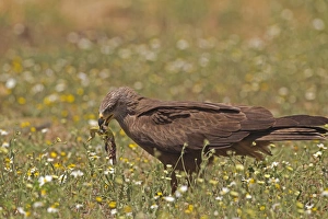 Black Kite (Milvus migrans) adult, feeding on Ocellated Lizard (Timon lepidus) prey