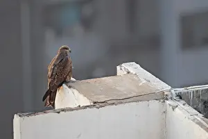 Kites Prints: Black Kite (Milvus migrans govinda) Small Indian Kite subspecies