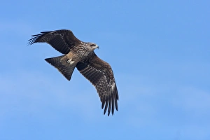Black Kite (Milvus migrans) immature, first winter plumage, in flight, Gigrin Farm, Powys, Wales, february