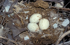 Kites Prints: Black Kite (Milvus migrans) Nest with three eggs