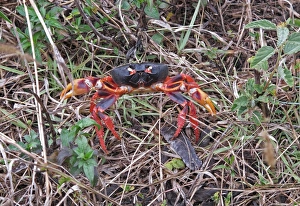 Decapoda Prints: Black Land Crab (Gecarcinus ruricola) dark morph