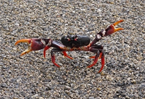 Black Land Crab (Gecarcinus ruricola) dark morph, adult, with claws raised in threat display