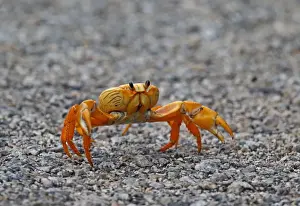 Yellow Prints: Black Land Crab (Gecarcinus ruricola) yellow morph
