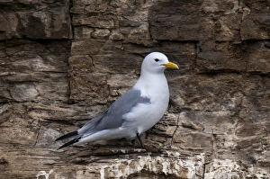 Black-legged Kittiwake (Rissa tridactyla) adult, breeding plumage, standing on cliff ledge, near Howick
