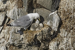 Black-legged Kittiwake (Rissa tridactyla) adult, breeding plumage, regurgitating food for chicks at nest, Latrabjarg