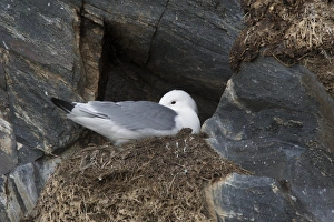 Seabird Prints: Black-legged Kittiwake (Rissa tridactyla) adult