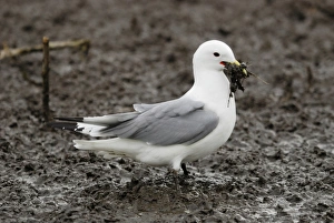 Pembrokeshire Prints: Black-legged Kittiwake (Rissa tridactyla) adult