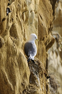 Black-legged Kittiwake (Rissa tridactyla) adult, resting on last years nest on cliff face, Seaford, East Sussex, England