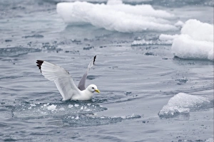 Black-legged Kittiwake (Rissa tridactyla) adult, with food in beak, taking off from sea, Spitzbergen, Svalbard, july