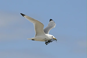 Black-legged Kittiwake (Rissa tridactyla) adult, in flight, collecting seaweed for nesting material, Varanger, Norway, may