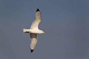 Black-legged Kittiwake (Rissa tridactyla) adult, in flight, Minsmere RSPB Reserve, Suffolk, England, july